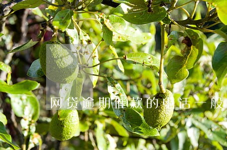 网贷逾期催款的电话一般几位数 网贷逾期催款的电话一般几位数