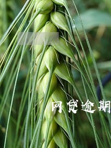 网贷逾期催款真执着 网贷逾期催款真执着