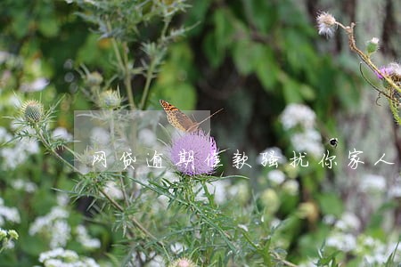 网贷逾期催款骚扰你家人