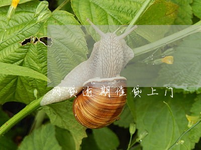 网贷逾期催贷上门 网贷逾期催贷上门