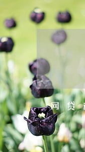 网贷逾期先存钱还是先还钱 网贷逾期先存钱还是先还钱