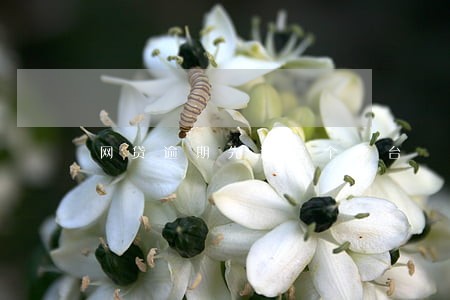网贷逾期先还哪个平台 网贷逾期先还哪个平台