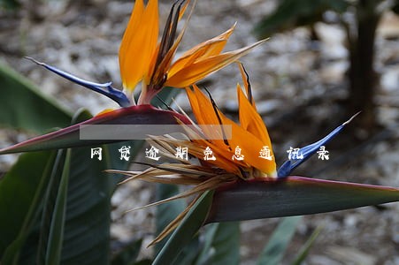 网贷逾期免息通讯录 网贷逾期免息通讯录