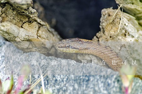 网贷逾期免押租车也可以用吗 网贷逾期免押租车也可以用吗