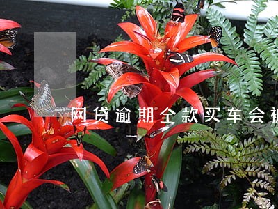 网贷逾期全款买车会被强制执行吗 网贷逾期全款买车会被强制执行吗