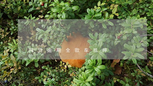 网贷逾期全款车抵押 网贷逾期全款车抵押