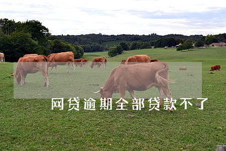 网贷逾期全部贷款不了 网贷逾期全部贷款不了