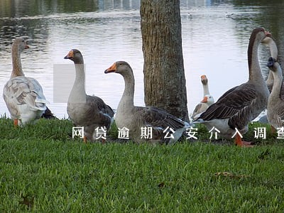 网贷逾期公安介入调查 网贷逾期公安介入调查