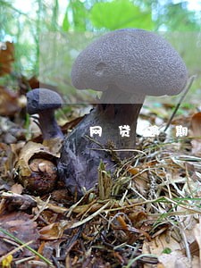网贷逾期公安会立案吗 网贷逾期公安会立案吗
