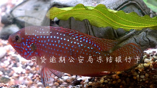 网贷逾期公安局冻结银行卡 网贷逾期公安局冻结银行卡
