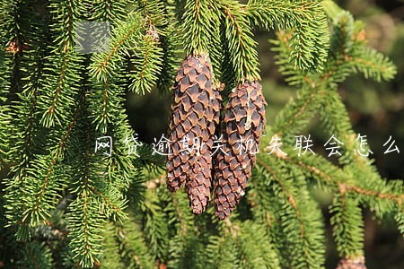 网贷逾期关机失联会怎么样 网贷逾期关机失联会怎么样