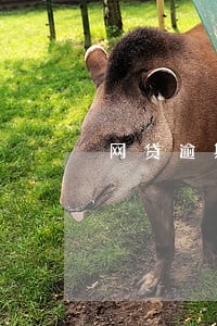 网贷逾期其他网贷还能贷下来吗 网贷逾期其他网贷还能贷下来吗