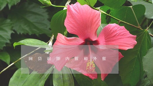 网贷逾期内催和外催 网贷逾期内催和外催