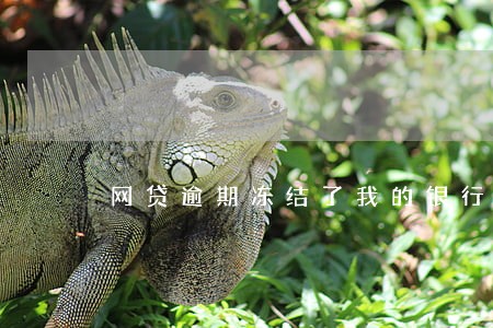 网贷逾期冻结了我的银行卡 网贷逾期冻结了我的银行卡