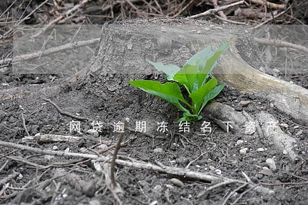 网贷逾期冻结名下资产 网贷逾期冻结名下资产