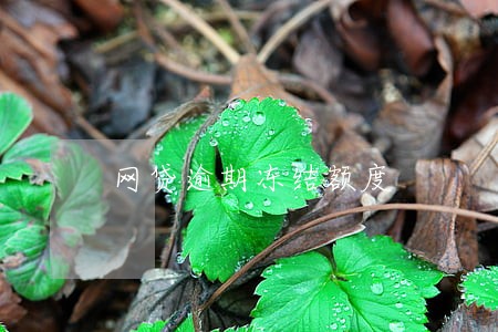 网贷逾期冻结额度 网贷逾期冻结额度