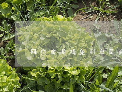 网贷逾期减免利息是真的吗 网贷逾期减免利息是真的吗