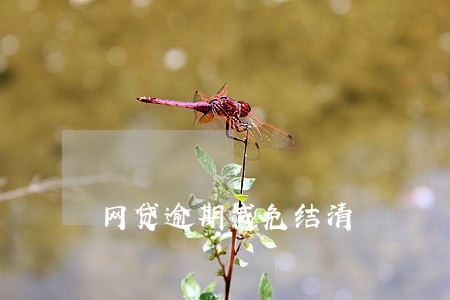 网贷逾期减免结清 网贷逾期减免结清