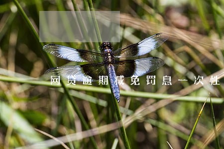 网贷逾期减免罚息一次性结清 网贷逾期减免罚息一次性结清