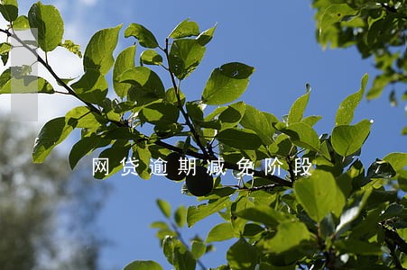 网贷逾期减免阶段 网贷逾期减免阶段