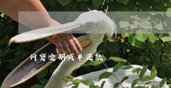 网贷逾期减半还款 网贷逾期减半还款