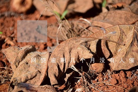 网贷逾期几个月没有人催收了 网贷逾期几个月没有人催收了
