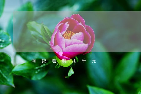 网贷逾期几千元 网贷逾期几千元
