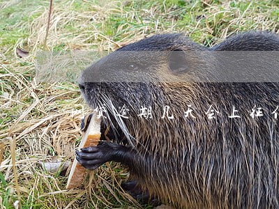 网贷逾期几天会上征信黑名单 网贷逾期几天会上征信黑名单
