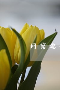 网贷逾期几天会恢复额度吗 网贷逾期几天会恢复额度吗