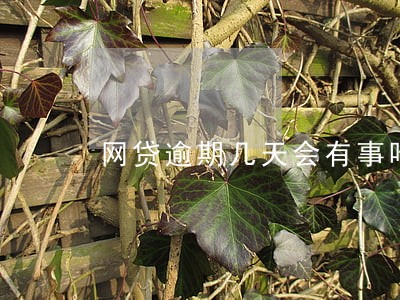 网贷逾期几天会有事吗 网贷逾期几天会有事吗