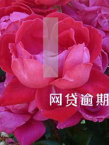 网贷逾期几天内会归还 网贷逾期几天内会归还