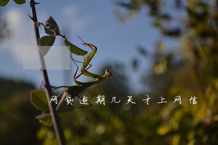 网贷逾期几天才上网信 网贷逾期几天才上网信