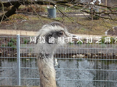 网贷逾期几天扣芝麻分 网贷逾期几天扣芝麻分