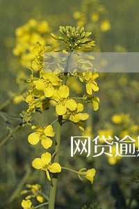 网贷逾期几天接到电话 网贷逾期几天接到电话
