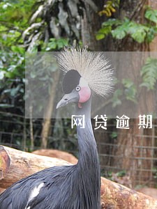 网贷逾期几天还了还会被诉讼吗 网贷逾期几天还了还会被诉讼吗