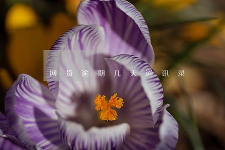 网贷逾期几天通讯录 网贷逾期几天通讯录