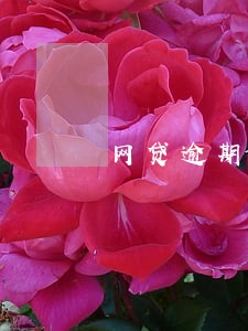 网贷逾期几家只有能力还一家