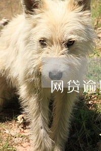 网贷逾期几小时会上征信吗 网贷逾期几小时会上征信吗