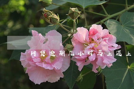 网贷逾期几小时马上还上 网贷逾期几小时马上还上