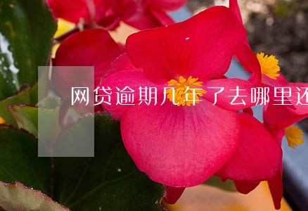 网贷逾期几年了去哪里还款 网贷逾期几年了去哪里还款