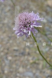 网贷逾期几年了能还本金么 网贷逾期几年了能还本金么