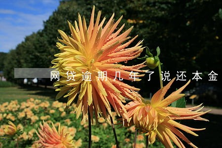网贷逾期几年了说还本金 网贷逾期几年了说还本金
