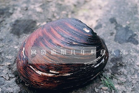 网贷逾期几年利息太高怎么办 网贷逾期几年利息太高怎么办