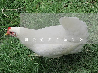 网贷逾期几年失效 网贷逾期几年失效