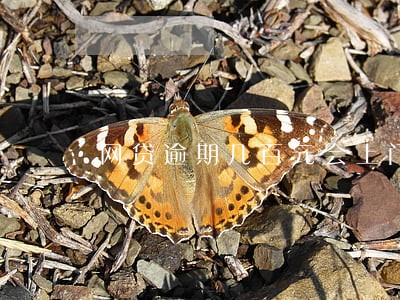 网贷逾期几百元会上门吗 网贷逾期几百元会上门吗