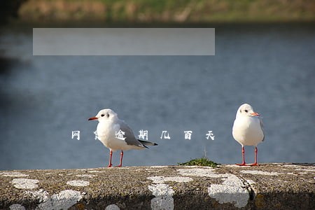 网贷逾期几百天