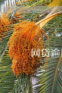 网贷逾期判决后没钱还怎么办 网贷逾期判决后没钱还怎么办