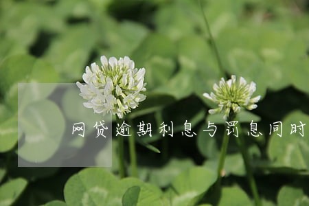 网贷逾期利息与罚息同时计算吗 网贷逾期利息与罚息同时计算吗