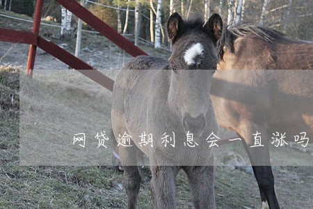 网贷逾期利息会一直涨吗 网贷逾期利息会一直涨吗