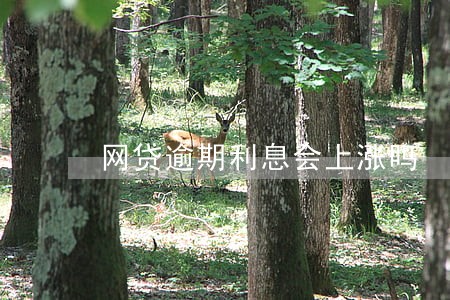 网贷逾期利息会上涨吗 网贷逾期利息会上涨吗